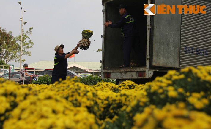 Công nhân đang vận chuyển hoa để tiếp tục trang trí cho đường hoa.