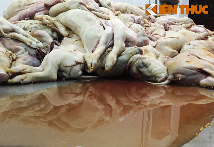 Số heo sữa rỉ nước bốc mùi hôi thối này được tài xế khai vận chuyển cho một đối tượng ở huyện Trảng Bom (tỉnh Đồng Nai) về huyện Hồng Ngự (tỉnh Đồng Tháp) giao cho một người để đưa vào nhà hàng phục vụ thực khách dịp mừng năm mới.