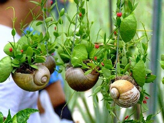Chậu cây treo vỏ ốc với các loại cây, hoa nhỏ đang được nhiều người săn lùng để trang trí nhà dịp Tết. Ảnh: Internet.