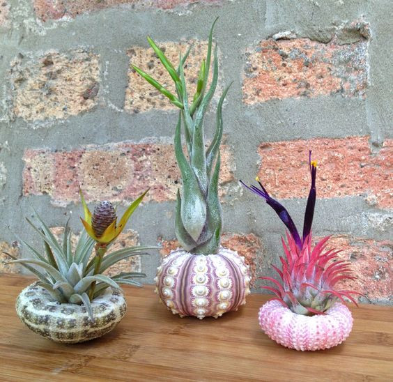... hoặc để trong văn phòng làm việc, thích hợp với những không gian nhỏ. Ảnh: etsy.com.