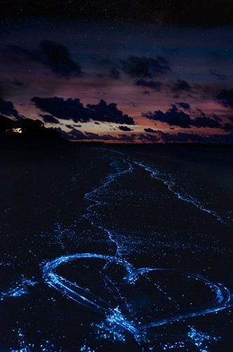 Puerto Mosquito, Puerto Rico: Bờ biển phát quang sáng nhất thế giới với làn nước huyền ảo và bầu trời lấp lánh những vì sao là lý do để nơi đây trở thành chốn thần tiên cho những lời thề ước gắn bó trọn đời.