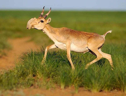 Linh dương Saiga: Loài sinh vật kỳ dị này có đặc điểm vô cùng thú vị so với những loài linh dương khác, đó chính là chiếc mũi ngoại cỡ của chúng. Tuy xấu xí nhưng chiếc mũi giúp ích rất nhiều trong việc sinh tồn của linh dương. Vào mùa đông, chiếc mũi sẽ làm nóng không khí trước khi vào phổi; vào mùa hè, chiếc mũi có nhiệm vụ lọc bụi bẩn và làm giảm nhiệt độ của máu.