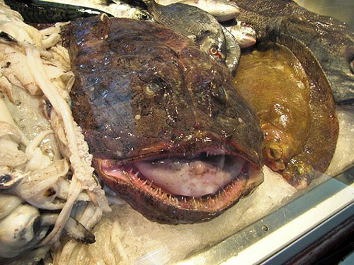 Cá thầy tu: Lophius đôi khi còn gọi là cá thầy tu, cá cóc, quỷ biển. Đây là một trong những loài cá xấu nhất từng được tìm thấy. Đầu của cá thầy tu chiếm gần như toàn bộ cơ thể, miệng cá rất rộng và kéo dài gần bằng chiều dài của đầu.
