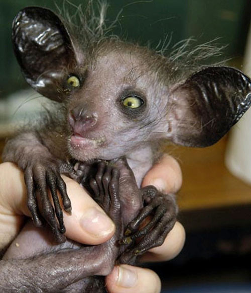 Khỉ aye-aye: Khỉ aye-aye là loài linh trưởng sống ở Madagascar và được bình chọn là một trong những động vật xấu xí nhất hành tinh vào năm 2013. Chúng có kích thước khá nhỏ bé, chiều dài cơ thể chỉ vào khoảng 25–35 cm. Đôi tai lớn sẫm màu và vểnh ra phía trước. Mõm tương đối nhọn. Mắt tròn, lớn và trố. Đặc biệt, chúng có hàm răng với những răng cửa lớn và rất chắc khỏe, năm ngón tay thon nhỏ và rất dài (có thể đạt 10–12 cm). Thức ăn của khỉ Aye-aye là côn trùng, hạt cây, nấm, mật hoa và hoa quả.