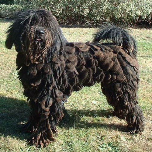 Chó cừu Bergamasco: Loài chó này có nguồn gốc từ Milan, Ý. Chúng có bộ lông dày, xếp tầng như các loài lông vũ và được xếp vào loại dị nhất trong các loài chó.
