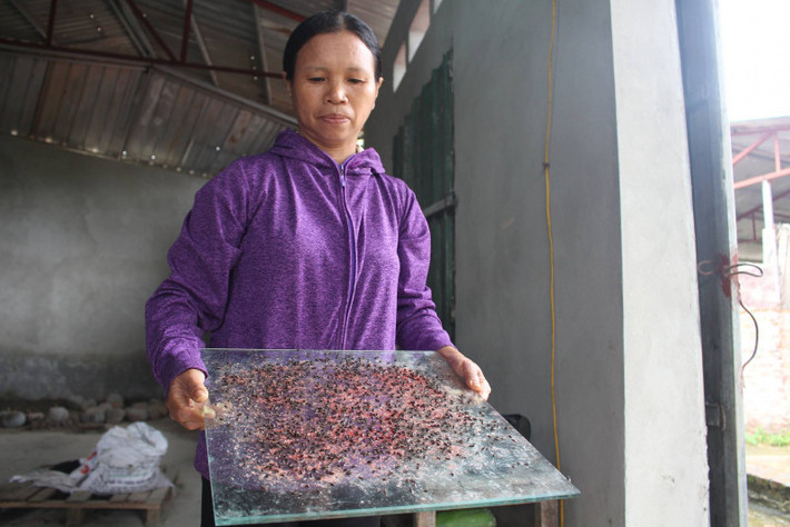 Thế nhưng, cũng không hạn chế được là bao nhiêu, vì cứ xử lý được xong đàn ruồi này lại có đàn ruồi khác bay tới.