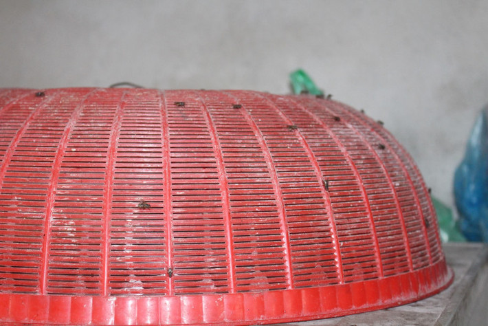 Cuộc sống của người dân nơi đây đảo lộn hết cả lên, đến bữa ăn không dám bày ra mâm vì chỉ cần bày ra là ruồi đã bâu kín hết miệng nồi, rơi cả vào nồi canh, thức ăn…