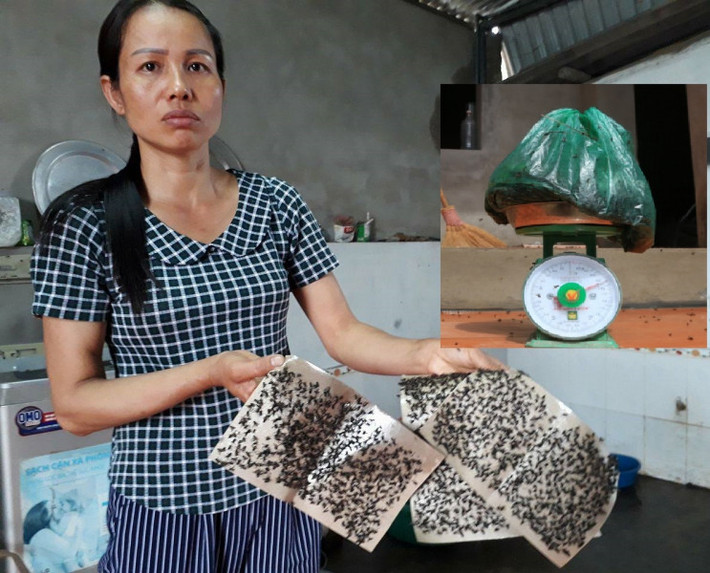 Chị Phạm Thị Hoa (42 tuổi), Chi hội trưởng Chi hội Phụ nữ thôn Đông Hạ, cho biết, khoảng 1 tuần nay, gia đình chị đã