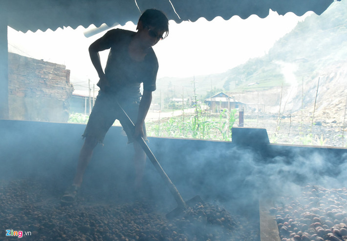Nhưng năm nay thảo quả mất mùa, người dân Mù Cang Chải không bõ công trông nom nên hái sớm từ đầu tháng 7. Việc hái sớm cũng giúp cây phát triển tốt hơn sau thời gian bị tuyết phủ. Mặt khác, do khan hiếm thảo quả nên các tiểu thương vẫn chấp nhận mua.
