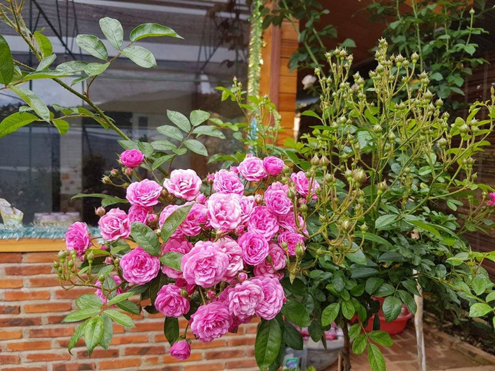 Bất kỳ loài hồng nào đều góp phần mang đến bữa tiệc màu sắc và hương thơm khó quên khi dạo quanh khu vườn. Ảnh: Vietnammoi.vn