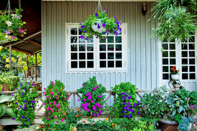 Hoa được trồng khắp nhà như ban công, bậc thềm, tường bao quanh... khiến cho các vị khách ngỡ như đang lạc vào thế giới cổ tích tuyệt đẹp ngập tràn sắc hoa. Ảnh: Phạm Hưởng