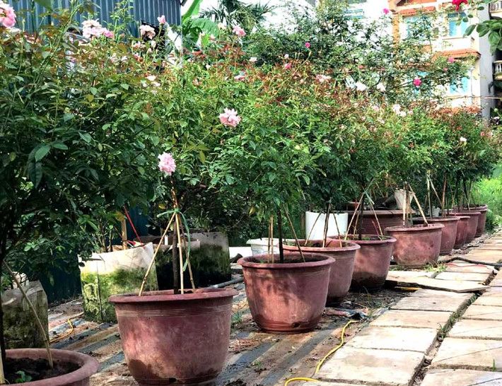 1. Vườn hoa hồng của nữ đại gia nơi "đất vàng" Hồ Tây Khu vườn hoa hồng của nữ đại gia Tây Hồ này rộng khoảng 1.000 m2 với khoảng 300 gốc tree rose, trong đó có hồng nguyên bản (tức cây tự nhiên, không ghép) và hồng nhập khẩu từ Thái Lan Ảnh: Vietnamnet.