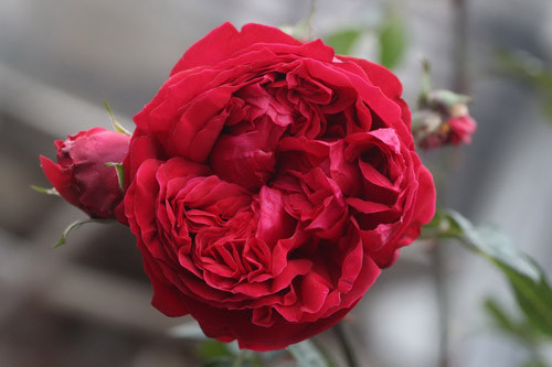 Chủ yếu cây anh nhập từ David Austin (Anh), Heirloom (Mỹ), Rogue Valley Roses (Mỹ). Ảnh: Dân Việt.