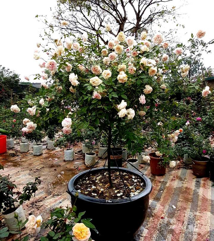 Nhưng nhiều nhất vẫn là tree rose cổ Sapa. Ảnh: Vietnamnet.