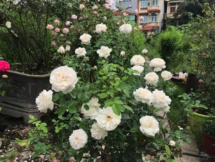 Tree rose trong khu vườn hồng của nữ đại gia Tây Hồ cũng khá đa dạng. Từ tree ngoại với màu trắng, màu hồng... Ảnh: Vietnamnet.