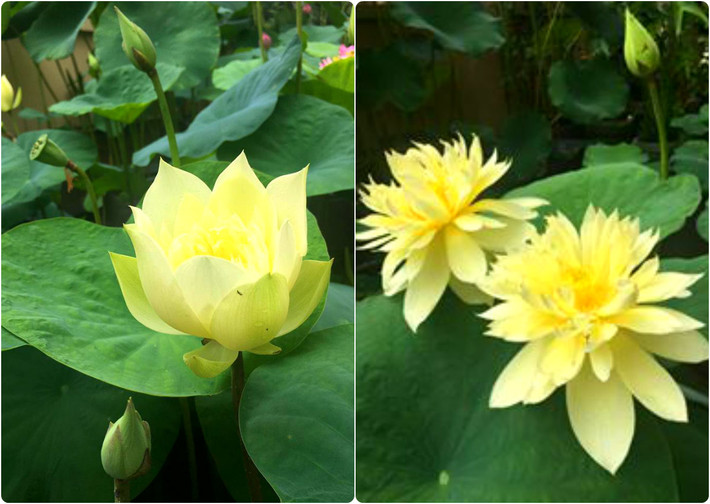 Loại hoa kép có màu vàng đậm, cánh dày. Ảnh: FB Kim Oanh Nguyễn Thị.