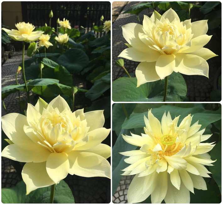 Sen vàng Autumn in Moling Lotus. Ảnh: FB Kim Oanh Nguyễn Thị.