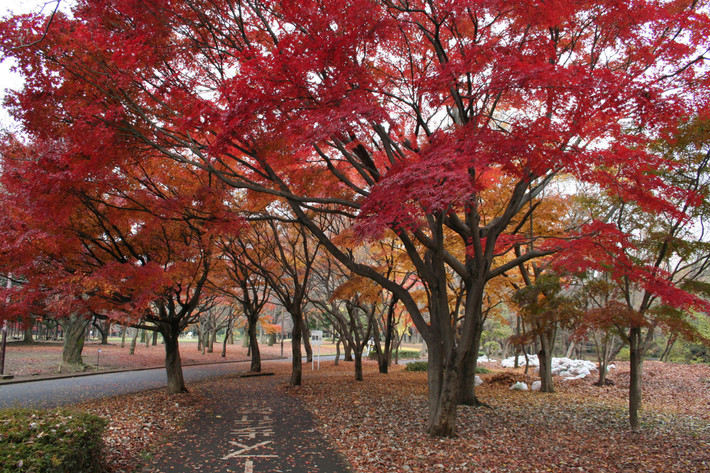 Thời điểm ngắm lá vàng, đỏ đẹp nhất ở công viên Yoyogi Koen là từ cuối tháng 11 đến giữa tháng 12.