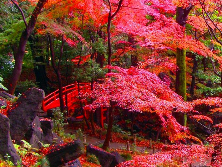Vườn Kiyosumi nằm ở quận Koto-ku thuộc Tokyo là khu vườn truyền thống vừa tản bộ vừa thưởng thức cảnh quan trong khu vườn. Những lá cây màu đỏ thẫm khiến khu vườn Kiyosumi đặc biệt hơn so với những nơi khác.