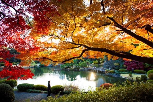Công viên quốc gia Shinjuku Gyoen ở Tokyo có ba khu vườn chính là vườn Anh, vườn Pháp, và vườn truyền thống Nhật. Mùa thu cây cối bên trong công viên khoác lên mình màu sắc rực rỡ của lá vàng, lá đỏ.