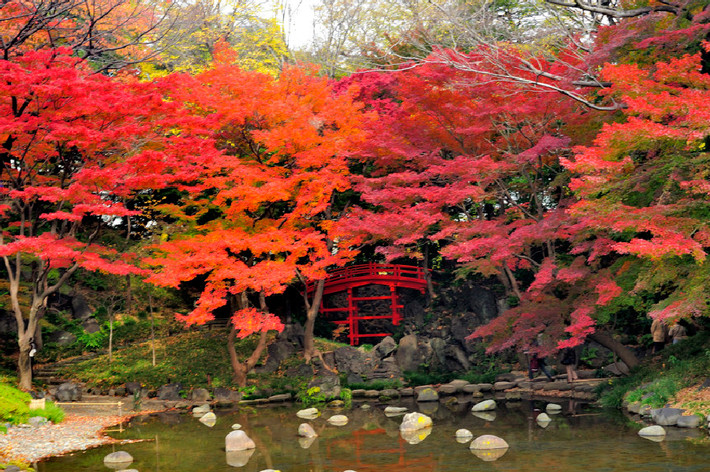 Vườn thực vật Koishikawa Korakuen, Tokyo là khu vườn lâu đời nhất ở Nhật Bản. Đây là địa điểm lý tưởng để bạn ngắm sắc đỏ của lá momiji, icho, đặc biệt là lá đỏ khu vực gần sông Oigawa rất đẹp.
