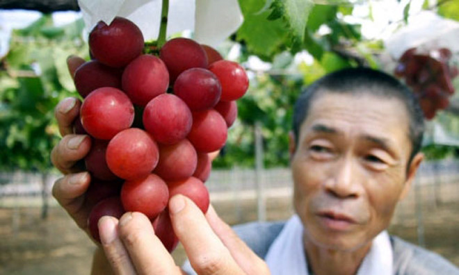 Được trồng ở tỉnh Ishikawa (Nhật), giống nho Ruby Roman có màu đỏ như viên hồng ngọc, to bằng một quả bóng bàn. Đây được coi là loại quả đắt giá nhất thế giới khi có giá lên đến 11.000 USD/chùm. (Ảnh: AFP)