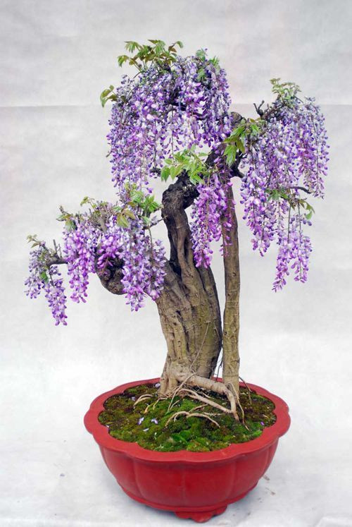Bởi nó mang vẻ đẹp quyến rũ, ngọt ngào, mộng mơ. Ảnh: minigardens.info.