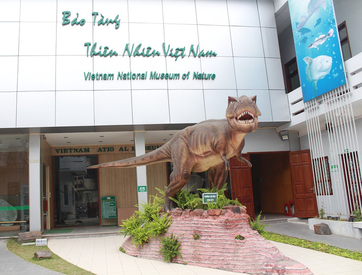 Sau khi qua đời vào chiều tối ngày 19/1, xác cụ Rùa hồ Gươm đã được UBND Hà Nội quyết định chuyển về Bảo tàng Thiên nhiên (Viện Hàn lâm Khoa học Việt Nam, số 18 đường Hoàng Quốc Việt, Cầu Giấy, Hà Nội) để nghiên cứu và bảo quản lâu dài.