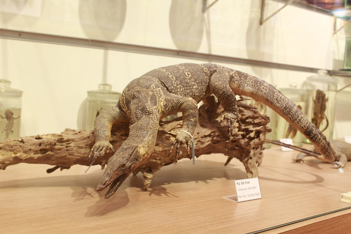 Kỳ đà hoa.
