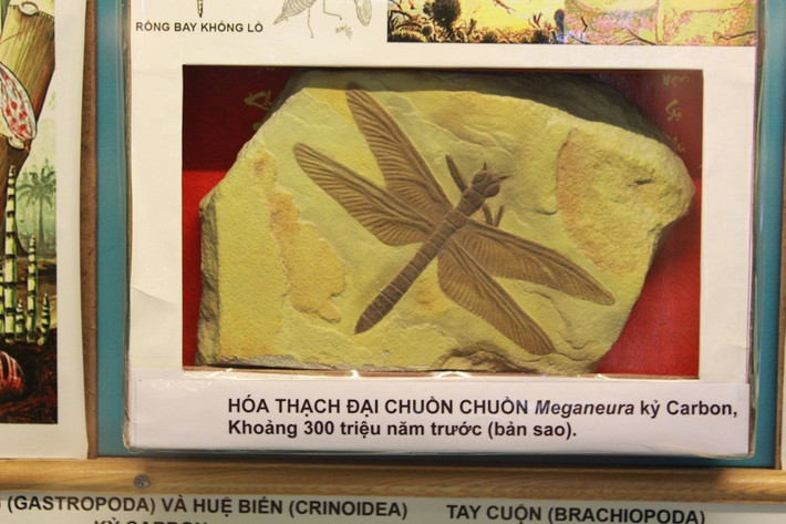 Hóa thạch đại chuồn chuồn.