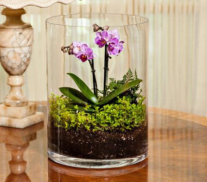 ... thế nhưng bên trong lại là những mầm hoa lan đẹp ngây ngất lòng người. Ảnh: google.com.br.