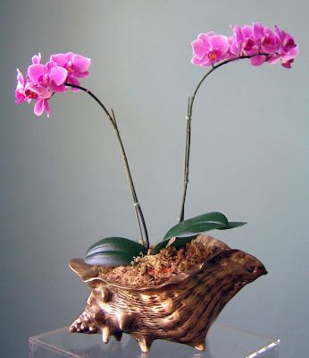 Bonsai hoa lan mini là một trong những loài hoa cảnh "sang chảnh" đang được nhiều người sành chơi hoa yêu thích và săn đón trong dip Tết Nguyên đán 2018 sắp đến. Ảnh: maison21.blogspot.com.