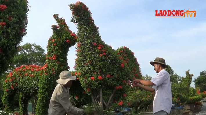 Trước đó, ông Nguyễn Văn Toản (57 tuổi, người dân địa phương thường gọi là nghệ nhân Năm Thoại) ở ấp 4, xã Long Trung, huyện Cai Lậy, tỉnh Tiền Giang cũng cho biết, ông vừa sản xuất được hàng chục con kiểng gà - Ảnh: Lao động.