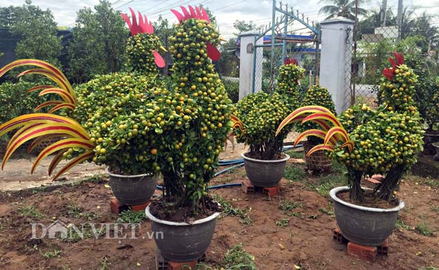 Theo nhiều nghệ nhân có kinh nghiệm, do điều kiện thời tiết năm nay thay đổi thất thường, cây quất khó phát triển và do hình dáng con gà không dễ tạo nên sản phẩm kiểng gà nơi đây không nhiều (khoảng 100 cặp các loại). - Ảnh: Dân Việt.