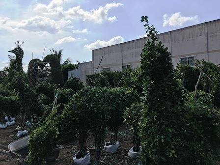 Nghệ nhân Nguyễn Văn Công (5 Công, ngụ xã Hưng Khánh Trung B, huyện Chợ Lách, tỉnh Bến Tre) cho hay, năm nay có nhiều khách hàng đặt làm kiểng hình 12 con giáp, hình ly, tách, cầu vòng, trái tim... - Ảnh: Dantri.com.vn