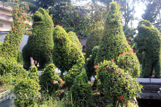 Chính vì vậy, kiểng gà từ cây bông trang có giá khoảng 100 triệu đồng/cặp đối với kiểng gà loại nhỏ và 150 triệu đồng/cặp đối với loại lớn. Riêng đàn gà con (trên 10 con) cũng có giá khoảng 75 triệu đồng - Ảnh: Dân Việt.