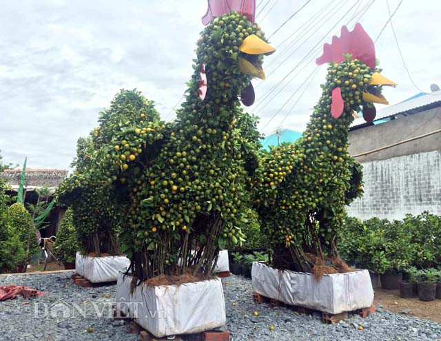 Bên cạnh đó, nhiều loại kiểng gà ngộ nghĩnh siêu bắt mắt được làm bằng cây quất (tắc) đã được bàn tay các nghệ nhân huyện Chợ Lách (Bến Tre) – “vương quốc” hoa, cây kiểng ở miền Tây tạo nên - Ảnh: Dân Việt.