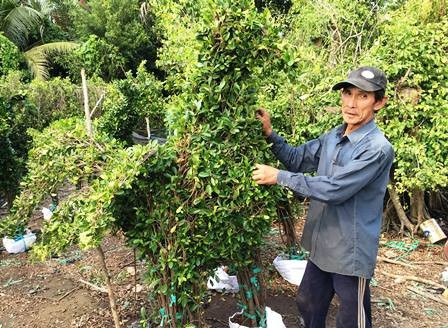 Mỗi cây cảnh hình con gà cao hơn 1 mét với 30 cây gừa ghép lại có giá 2 triệu đồng/cặp, nhỏ hơn giá 1 triệu đồng. Ảnh: Dantri.com.vn