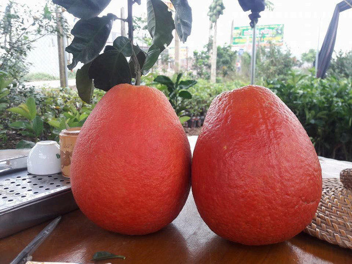 Trong khi đó, tại thị trường Hà Nội, bưởi đỏ Luận Văn cũng được rao bán khá nhiều trên các trang mạng xã hội. Giá bưởi loại phổ thông dao động ở mức 100.000-200.000 đồng/quả nếu khách lấy buôn. Còn riêng với loại bưởi tuyển, mức giá bán lên đến 400.000-500.000 đồng/quả - Ảnh: Vietnamnet.