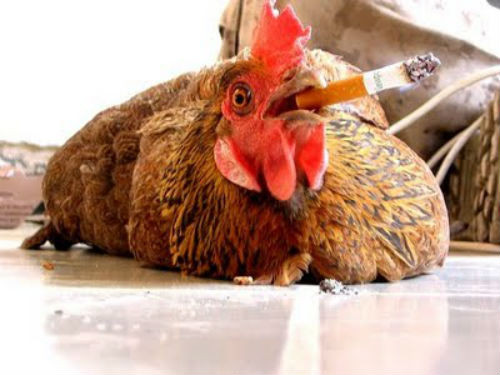 Gà ta cũng tập tành làm bạn với khói thuốc.