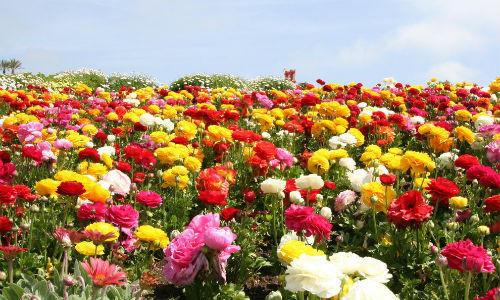 Với hơn 50 mẫu hoa khác nhau, cánh đồng hoa cao lương ở Carlsbad, California, Mỹ trở nên rực rỡ mỗi mùa xuân đến (từ tháng 3 đến tháng 5).