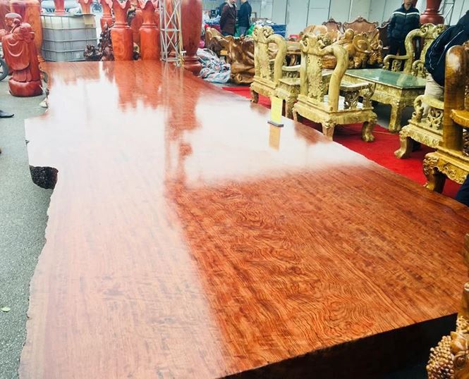 Với kích thước lớn, nhiều người cho rằng cây gỗ này có tuổi đời khá lâu và hiếm có.