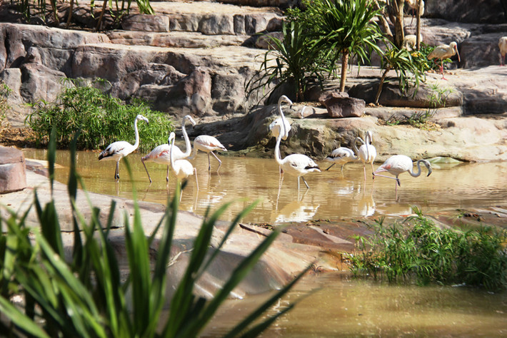 Công viên Vinpearl Safari Phú Quốc rộng 500ha có lợi thế phát triển từ khu rừng nguyên sinh tự nhiên với hệ thống thực vật phong phú đã đáp ứng yêu cầu khắt khe của mô hình Safari thế giới. Ngay khi vừa đặt chân vào Công viên lớn nhất khu vực này, du khách vô cùng thích thú ngắm hàng trăm cá thể hồng hạc dưới hồ nước trong xanh... hoặc tận mắt sư tử, hổ săn mồi.