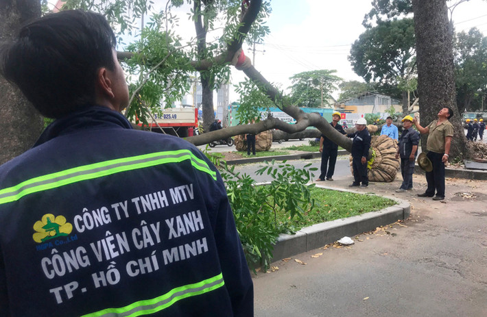 Suốt 2 ngày qua, người qua lại tuyến đường Tôn Đức Thắng (đoạn gần công trình thi công cầu Thủ Thiêm 2 (quận 1, TP.HCM) ngỡ ngàng và luyến tiếc khi thấy nhiều công nhân thuộc Công ty công viên cây xanh TP.HCM đang bứng hạ hàng loạt cây xanh trên đường.