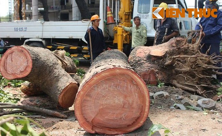Trước đó vào năm 2015, một số cây cổ thụ trên đường Tôn Đức Thắng đã bị đốn dể phục vụ thi công khiến không ít người xót xa.