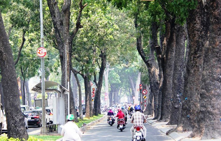 "Dẫu biết rằng việc xây dựng những công trình, cây cầu hiện đại để tiến tới đô thị hoá, hiện đại đất nước nhất là thành phố năng động phát triển này, nhưng việc phải đốn cây xanh đã và đang sống xanh tươi hàng trăm năm nay thì tiếc quá", bà Bảy, một người bán hàng rong hơn 40 năm qua trên đường Tôn Đức Thắng, chia sẻ.