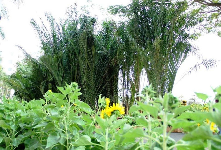 Những ruộng bắp với con đường quanh co, những hàng dừa nước cũng được tái hiện tại hội hoa xuân.