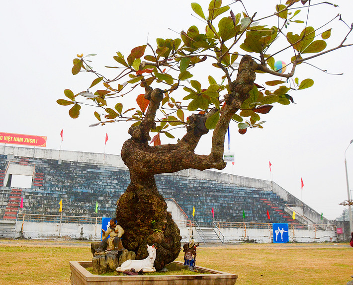 Tuổi đời của cây cảnh cổ có hình thù kỳ dị ước đến cả trăm năm tuổi.