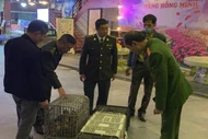 Nhà hàng ở Quảng Ninh mua bán trái phép động vật rừng