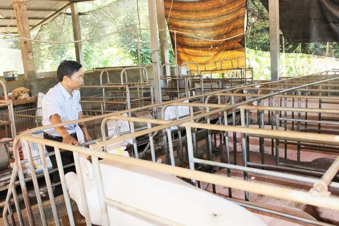 Các doanh nghiệp, cơ sở chăn nuôi ở tỉnh Đồng Nai đang triển khai quyết liệt, đồng bộ các giải pháp phòng, chống bệnh Dịch tả heo Châu Phi 3333.jpg